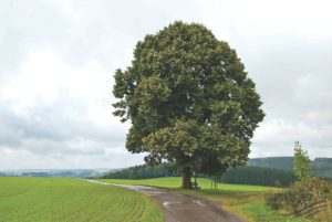 Czech National Tree